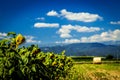 Sunflowers field in the italian countryside Royalty Free Stock Photo