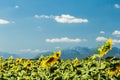 Sunflowers field in the italian countryside Royalty Free Stock Photo