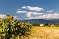 Sunflowers field in the italian countryside Royalty Free Stock Photo