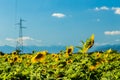 Sunflowers field in the italian countryside Royalty Free Stock Photo