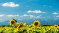 Sunflowers field in the italian countryside Royalty Free Stock Photo