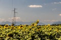 Sunflowers field in the italian countryside Royalty Free Stock Photo