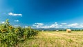 Sunflowers field in the italian countryside Royalty Free Stock Photo