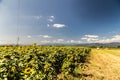 Sunflowers field in the italian countryside Royalty Free Stock Photo