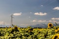 Sunflowers field in the italian countryside Royalty Free Stock Photo