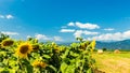 Sunflowers field in the italian countryside Royalty Free Stock Photo