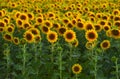 Sunflowers in the field, large round. Delicate sunset light in the background.