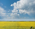 Sunflowers field Royalty Free Stock Photo