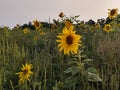 Sunflowers in a Field Royalty Free Stock Photo