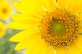 sunflowers field in Lopburi, Thailand