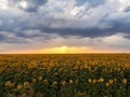 Sunflowers field with mistic sky at sunset Royalty Free Stock Photo