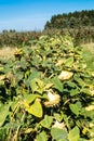 Sun flower field Royalty Free Stock Photo