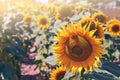 Sunflowers in the field