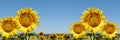 Sunflowers in the field. Panoramic view. Royalty Free Stock Photo