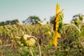 Sunflowers on the field