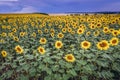 Sunflowers in Moldova