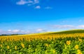 Sunflowers field on sky