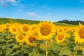 Sunflowers field on sky