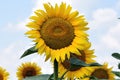 Sunflowers field Royalty Free Stock Photo