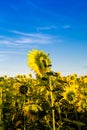 Colorful Sunflowers field in summer Royalty Free Stock Photo