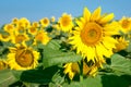 Sunflowers in the field