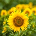 Sunflowers at the field