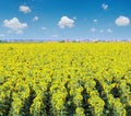 Sunflowers field Royalty Free Stock Photo