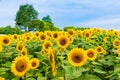 Sunflowers field, summer flowers landscape.