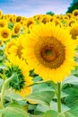 Sunflowers field, summer flowers landscape. Royalty Free Stock Photo