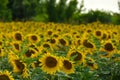 Sunflowers field during summer