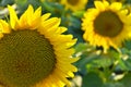 Sunflowers in a field