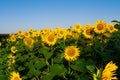 Sunflowers field. Summer harvest. Sunflower seeds