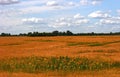 Sunflowers field summer scene. Sunflowers. Sunflower field landscape. Royalty Free Stock Photo