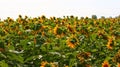 Sunflowers field summer scene. Sunflowers. Sunflower field landscape. Royalty Free Stock Photo