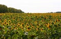 Sunflowers field summer scene. Sunflowers. Sunflower field landscape. Royalty Free Stock Photo
