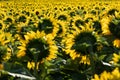 Sunflowers in field in summer in western france on sunny day
