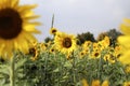 Sunflowers o the field