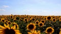 Sunflowers field. Sunflower background. Blue sky and sunflowers Royalty Free Stock Photo