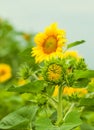 Sunflowers field