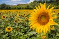 Sunflowers field, sunflower closeup in the foreground