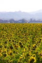 Sunflowers Field In Sunny Autumn Afternoon Royalty Free Stock Photo