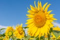 Sunflowers on the field in sunny day Royalty Free Stock Photo