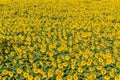 Sunflowers on the field in sunny day Royalty Free Stock Photo