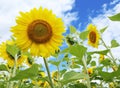Sunflowers in the field on the sunny day Royalty Free Stock Photo