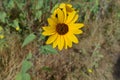 Sunflowers in a field on a sunny day Royalty Free Stock Photo