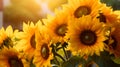 Sunflowers field on the sunset. AI generated image. Royalty Free Stock Photo