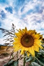 Sunflowers field