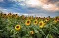 Sunflowers field