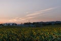 Sunflowers field before sunset