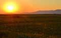 Sunflowers field sunset Royalty Free Stock Photo